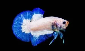 Ikan cupang blue rim panda