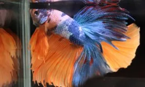 Ikan cupang jenis halfmoon Ikan cupang jenis halfmoon