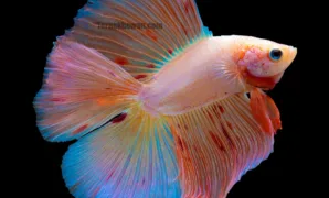 Jenis ikan cupang double tail Jenis ikan cupang double tail