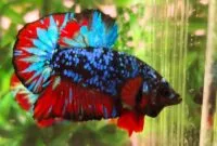 Ikan cupang avatar vampire