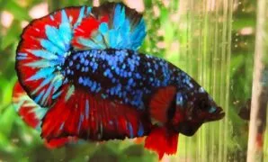 Ikan cupang avatar vampire