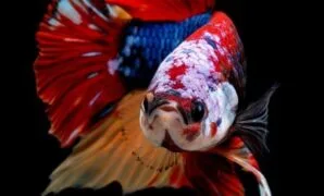 Ikan cupang giant multicolor