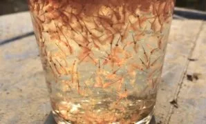 Artemia untuk burayak Artemia untuk burayak