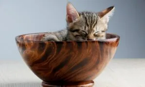 Makanan untuk anak kucing baru lahir
