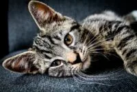 Merawat anak kucing kampung Merawat anak kucing kampung
