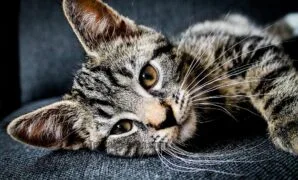 Merawat anak kucing kampung