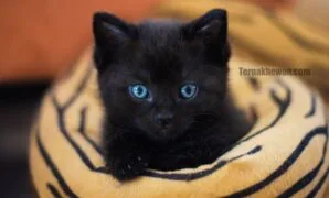 Perawatan kucing baru lahir