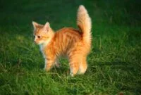 Merawat anak kucing tanpa induknya Merawat anak kucing tanpa induknya