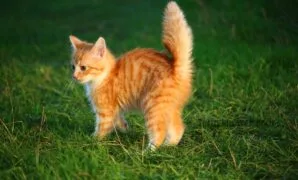 Merawat anak kucing tanpa induknya Merawat anak kucing tanpa induknya