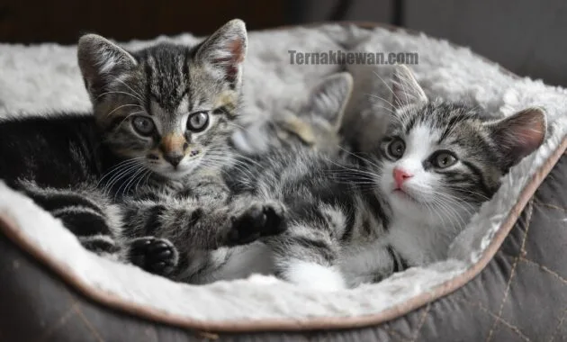 Perawatan kucing baru lahir