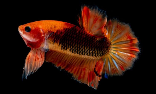 Ikan cupang giant multicolor