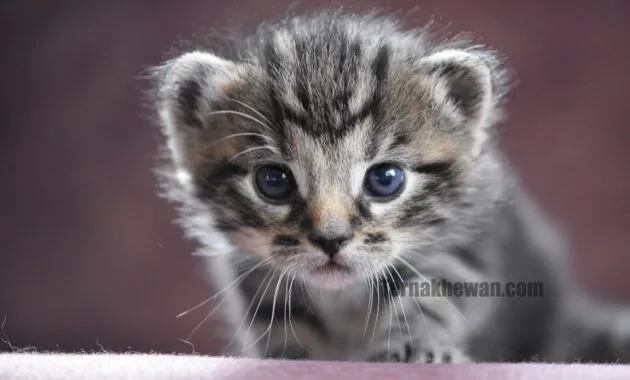 Perawatan kucing baru lahir