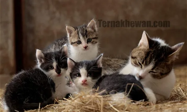Perawatan kucing baru lahir