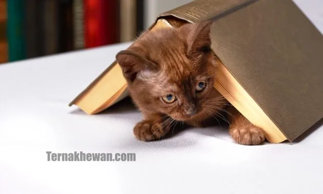 Perawatan kucing baru lahir
