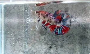 Ikan cupang fancy koi Ikan cupang fancy koi