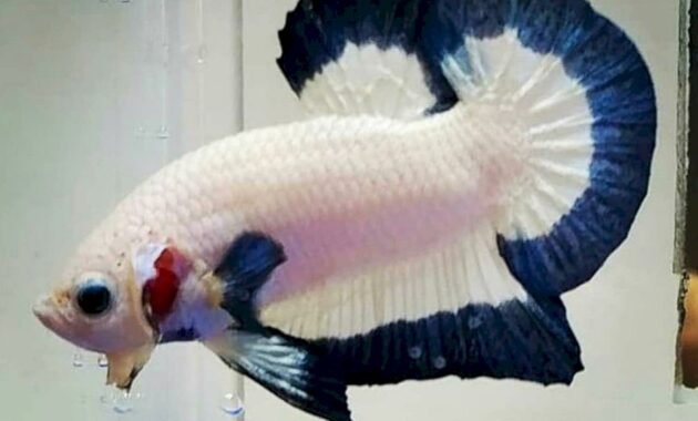 Ikan cupang blue rim panda
