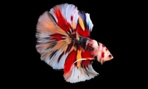 Ikan cupang nemo galaxy Ikan cupang nemo galaxy