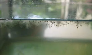 Makanan Anak Ikan Cupang Makanan Anak Ikan Cupang