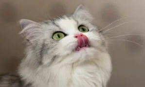 Cara meningkatkan nafsu makan kucing Cara meningkatkan nafsu makan kucing