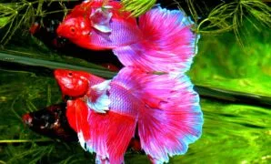 Jenis ikan cupang hias dan harganya Jenis ikan cupang hias dan harganya