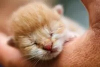 Resep susu untuk anak kucing