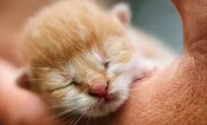 Resep susu untuk anak kucing Resep susu untuk anak kucing