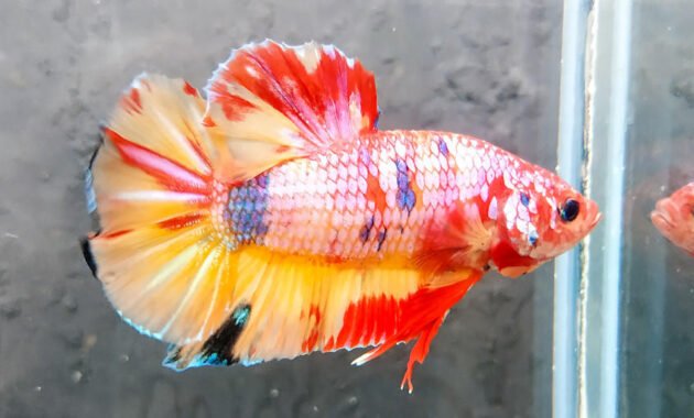 Ikan cupang giant multicolor