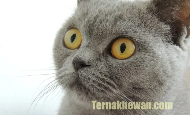 Makanan untuk kucing baru lahir