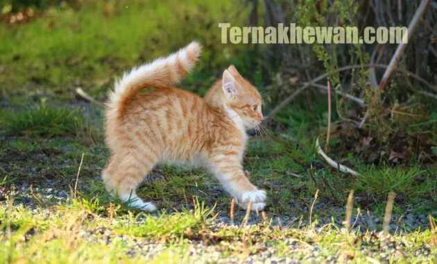 Makanan untuk kucing baru lahir