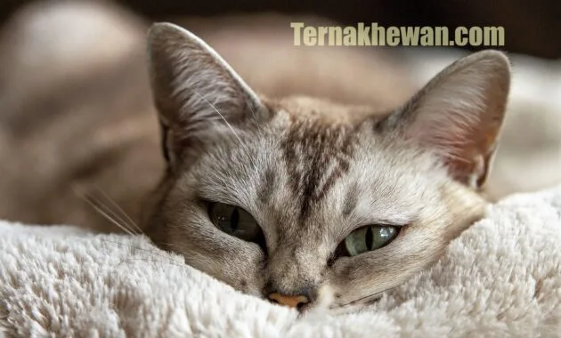 Makanan untuk kucing baru lahir