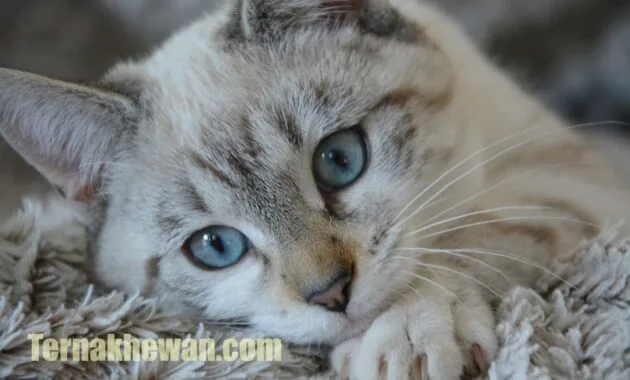 Makanan untuk kucing baru lahir
