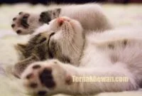 Makanan untuk kucing umur 1 bulan