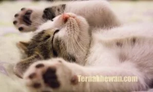 Makanan untuk kucing umur 1 bulan