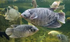 Biaya pembuatan kolam ikan gurame