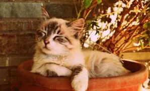 Cara merawat kucing umur 1 bulan