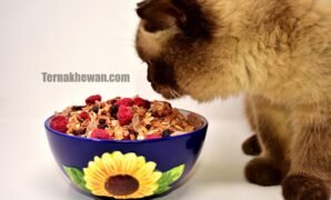 Cara memberi makanan kucing