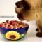 Cara memberi makanan kucing