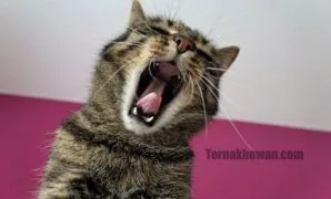 Cara mengobati kucing demam