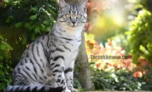 Cara merawat kucing hutan