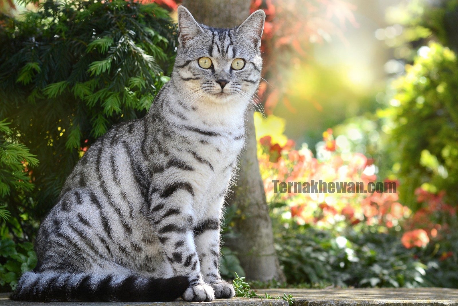 √ Cara Merawat Kucing Hutan Dengan Baik dan Benar – TERNAKHEWAN.COM