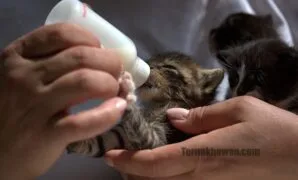 Makanan untuk kucing 1 bulan Makanan untuk kucing 1 bulan