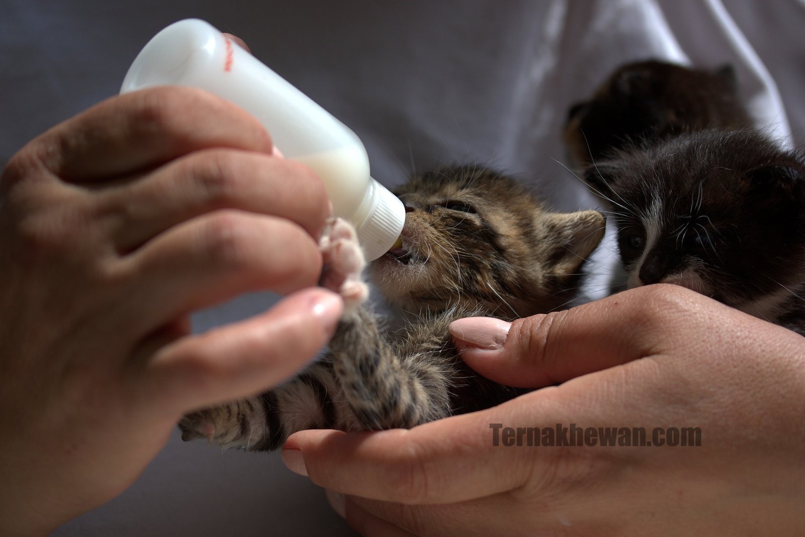 Что дать маленькому котенку. Маленький котенок пищит. Маленький котенок с молоком. Котенок пьет молоко. Молоко для котят.