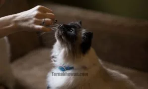 Kucing Himalaya Kucing Himalaya