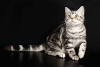 Kucing American Shorthair