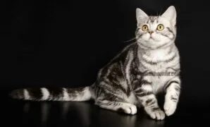 Kucing American Shorthair Kucing American Shorthair