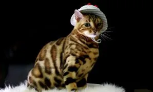 Kucing Bengal Kucing Bengal