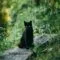 Cara merawat kucing hutan Cara merawat kucing hutan