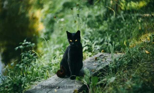 Cara merawat kucing hutan