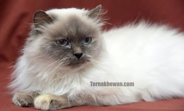 Kucing Himalaya