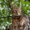 Cara merawat kucing hutan Cara merawat kucing hutan